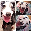 Custom Dog Blankets Personalized Pet Photo Blankets Painted Art Portrait Fleece Blanket PW005