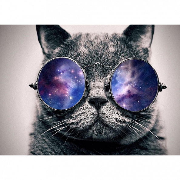 DIY Paint By Numbers Kit(40x50cm) - Glasses Cat PW783