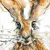 Animal Rabit Paint By Numbers Kits PW013