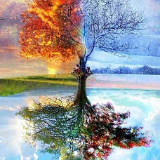 Tree Paint By Numbers Kits PW112