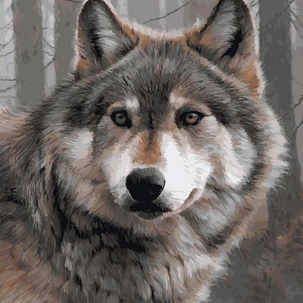 Animal Wolf Paint By Numbers Kits PW132
