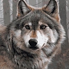 Animal Wolf Paint By Numbers Kits PW132