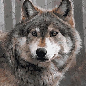 Animal Wolf Paint By Numbers Kits PW132