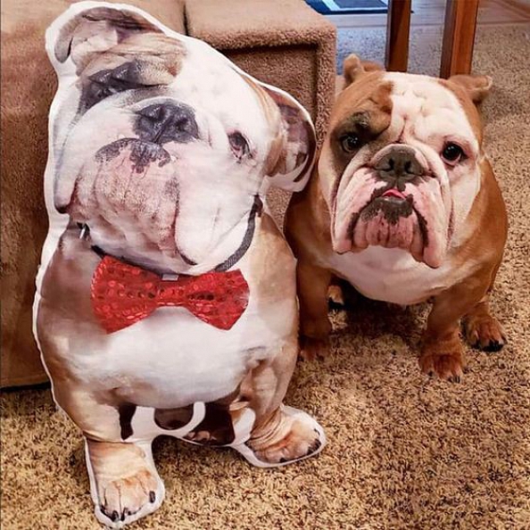 Custom Pet Photo Pillow, Custom Pet Face Pillow, 3D Portrait Pillow PW087