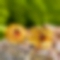 Natural Olivine Flower Stud Earrings PWB388