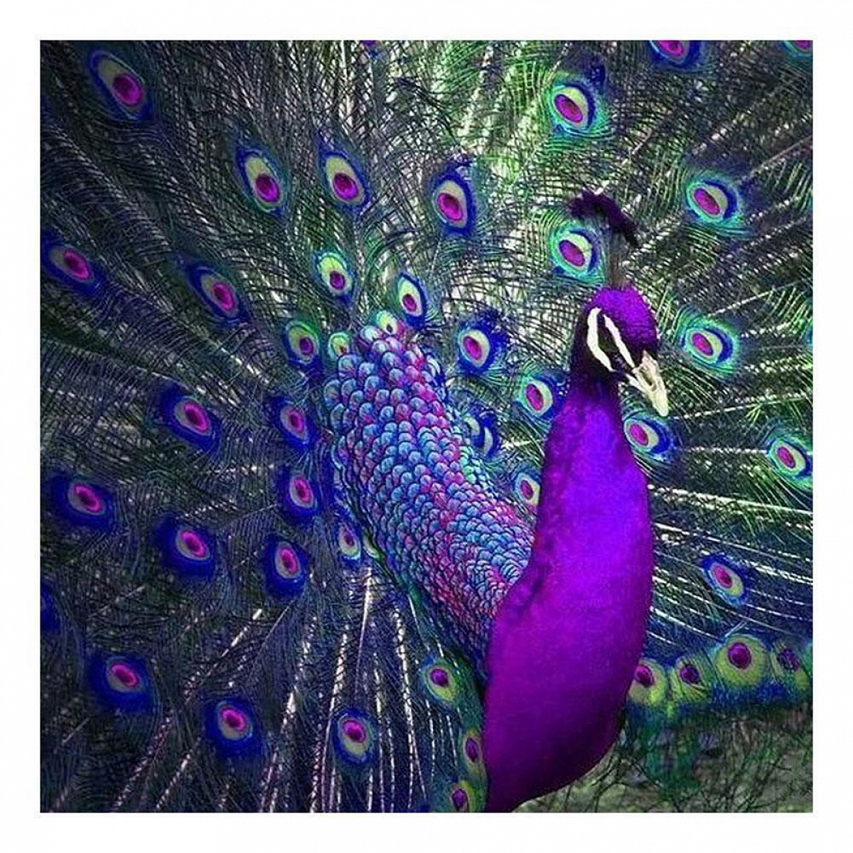 Peacock - Full Round Diamond Painting PW690 - Personalized Gift - PromiseIn
