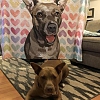 Custom Dog Blankets Personalized Pet Photo Blankets Painted Art Portrait Fleece Blanket PW005