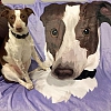 Custom Dog Blankets Personalized Pet Photo Blankets Painted Art Portrait Fleece Blanket PW002