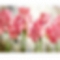 DIY Paint By Number Kits- Beautiful Flowers (40*50 CM) PW617