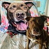 Custom Dog Blankets Personalized Pet Photo Blankets Painted Art Portrait Fleece Blanket PW005