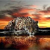 Animal Leopard Paint By Numbers Kits PW134