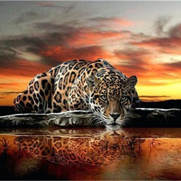 Animal Leopard Paint By Numbers Kits PW134